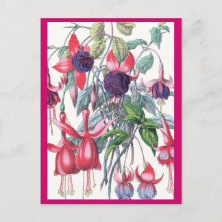Pink and Purple Hanging Fuchsia Flowers Postcard