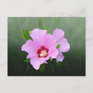 Pink and Purple Hollyhock Flowers Postcard