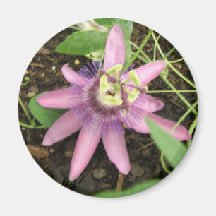 Pink and Purple Passionflower Magnet