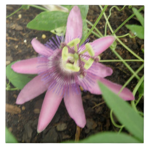 Pink and Purple Passionflower Tile