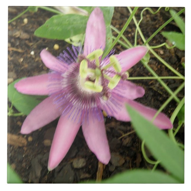 Pink and Purple Passionflower Tile (Front)