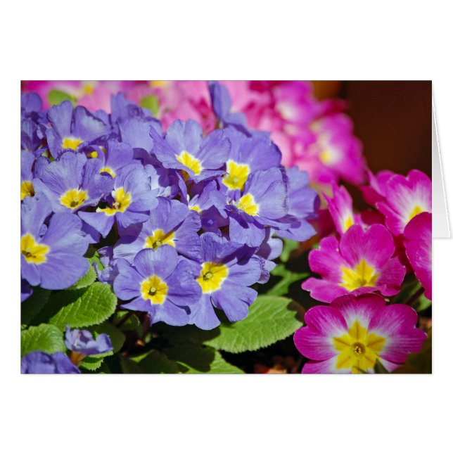 Pink and purple primroses (Front Horizontal)