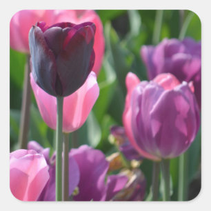 Pink and Purple Tulip Stickers