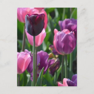 Pink and Purple Tulips Postcard
