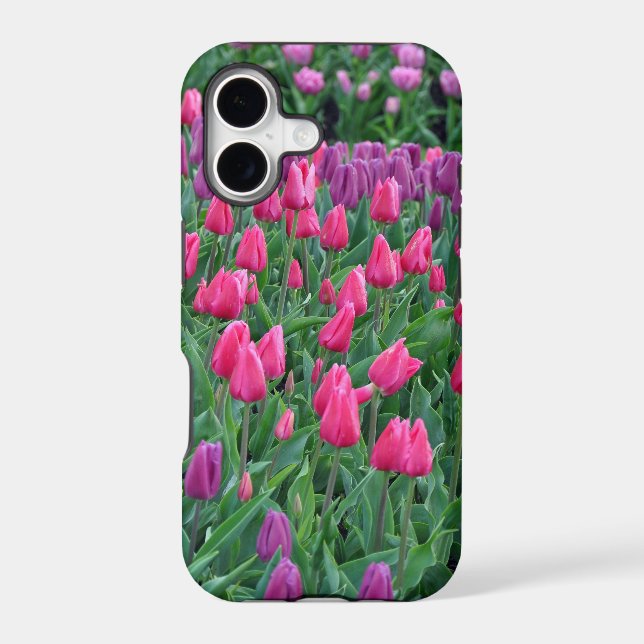 Pink and purple tulips spring garden (Back)
