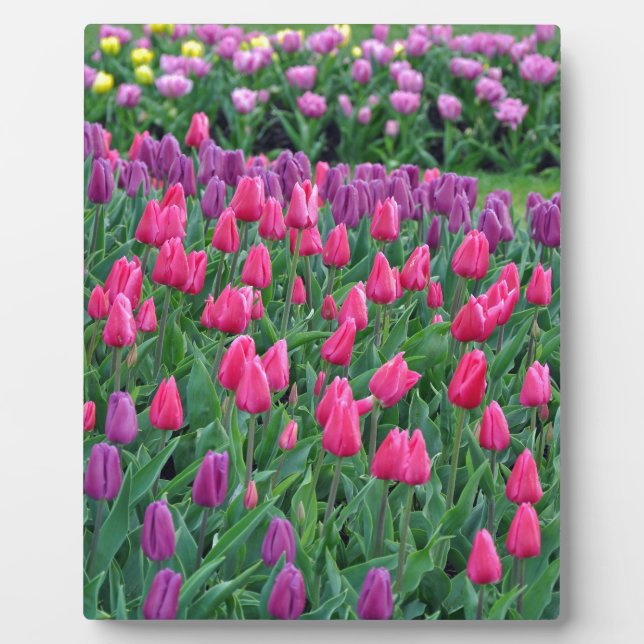 Pink and purple tulips spring garden plaque (Front)
