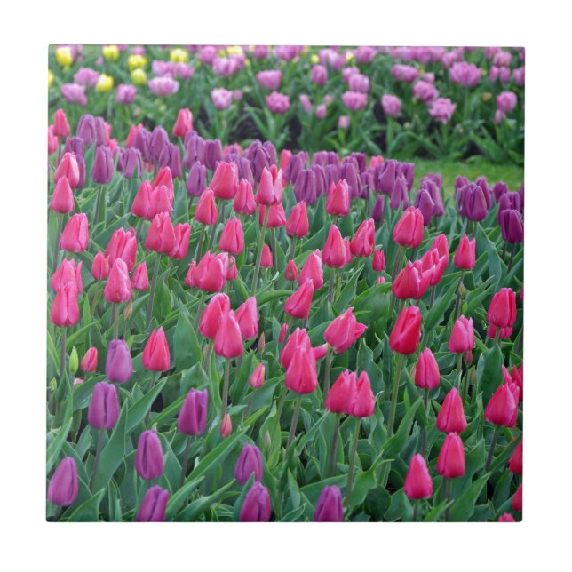 Pink and purple tulips spring garden tile (Front)