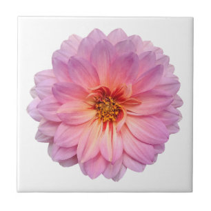 Pink and Purple Zinnia Flower White Ceramic Tile