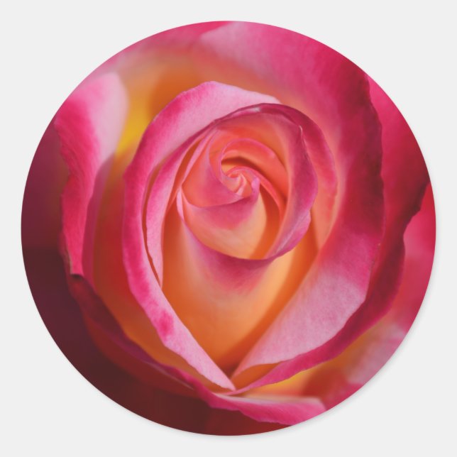 Pink and Red Rose with Yellow Highlights Classic Round Sticker (Front)
