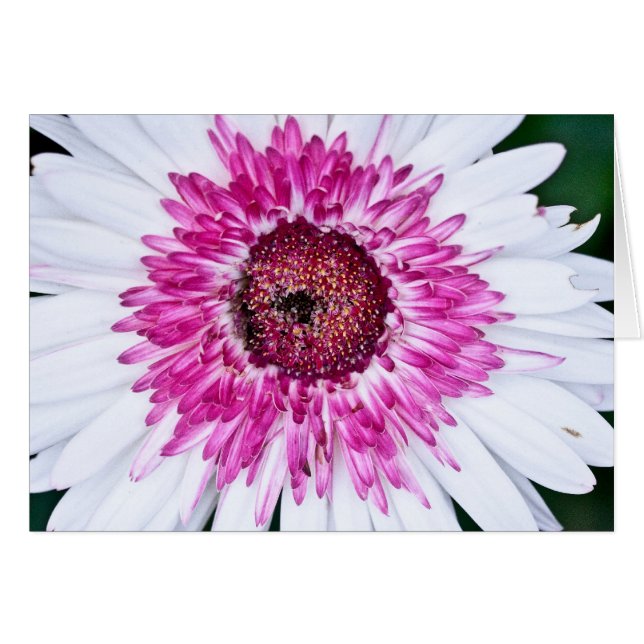 Pink and White (Front Horizontal)