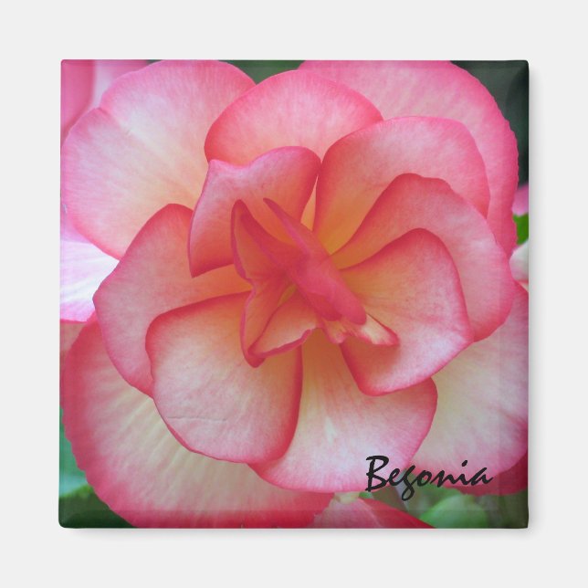 Pink and White Begonia Magnet (Front)