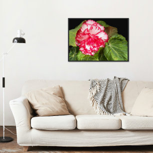 Pink and White Begonia Photo Glossy Poster