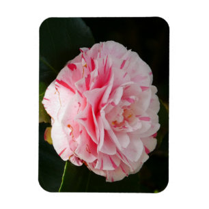 Pink and White Camellia Flower Magnet