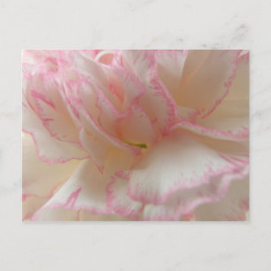 Pink and White Carnation Postcard