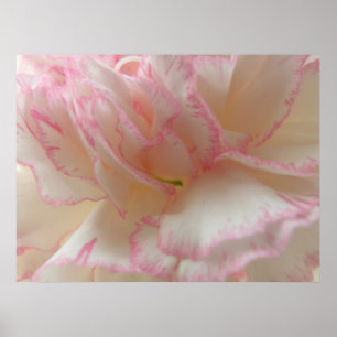 Pink and White Carnation Print