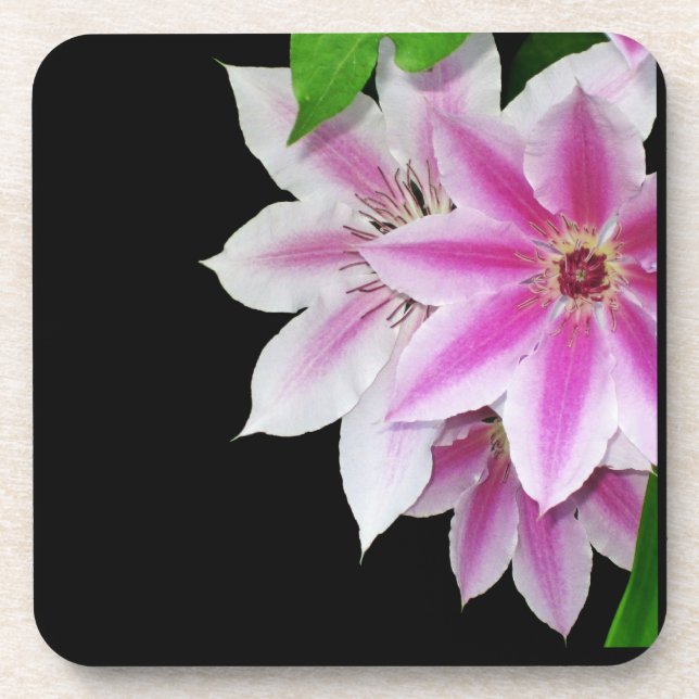 Pink and White Clematis Coaster (Front)