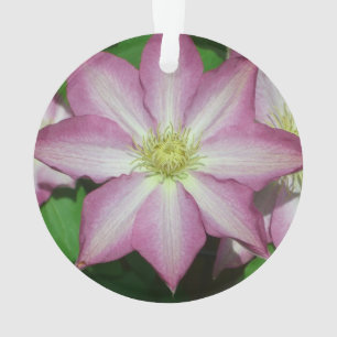 Pink and White Clematis Spring Flower Ornament