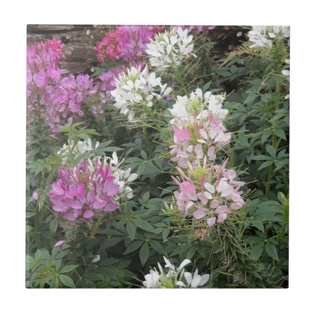 Pink and White Cleome Blooms Ceramic Tile (Front)