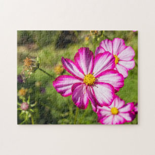 Pink And White Cosmos Flowers Jigsaw Puzzle