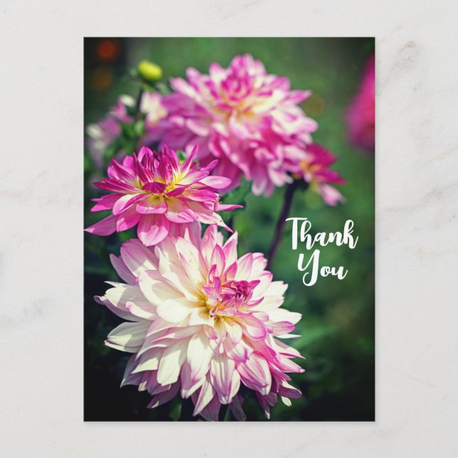 Pink and White Dahlia flower Thank You Holiday Postcard (Front)
