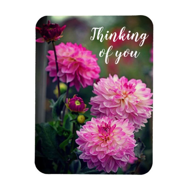 Pink and White Dahlia Flower Thinking of you Magnet (Vertical)