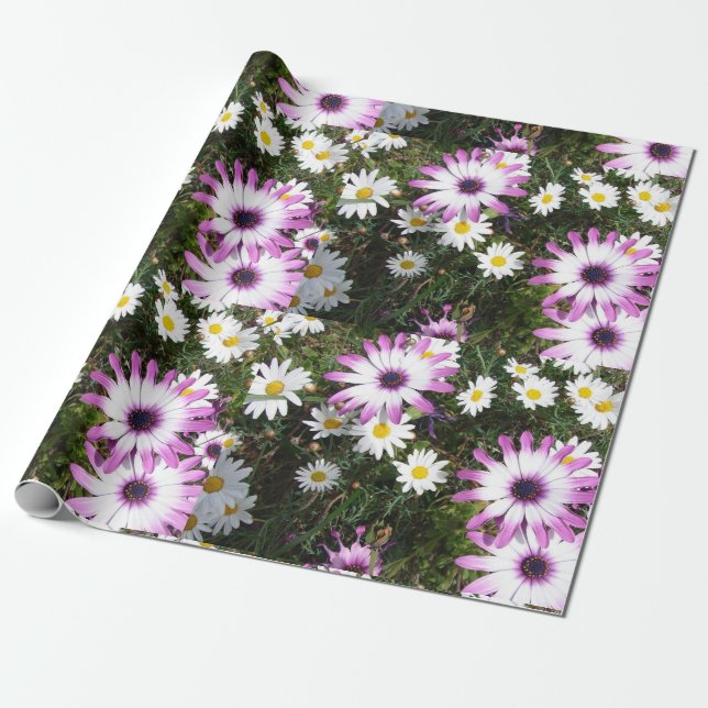 Pink and White Daisies Daisy flower Wrapping Wrapping Paper (Unrolled)