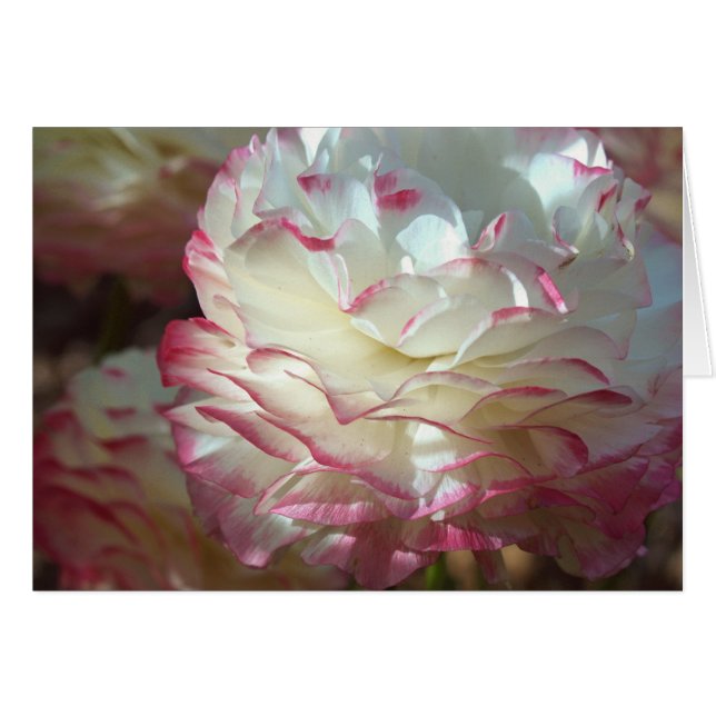 Pink and White Flower (Front Horizontal)