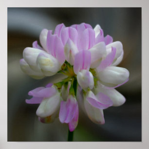 Pink And White Flower Close Up Poster