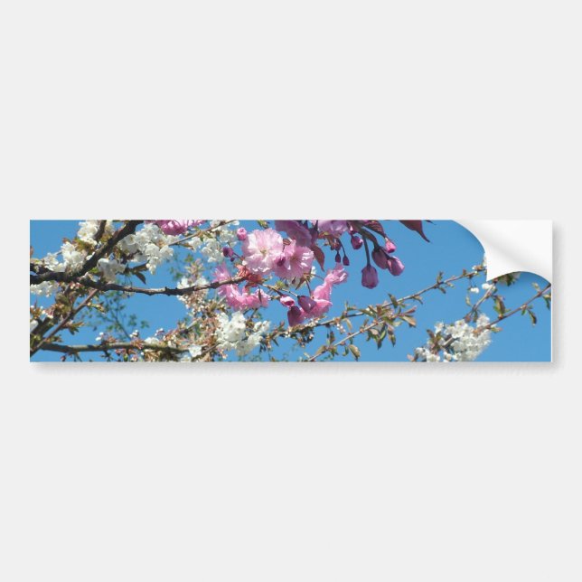 pink and white flowering cherry bumper sticker (Front)