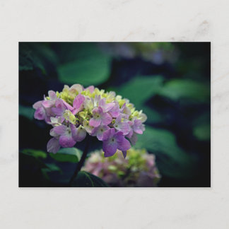 Pink and White Hydrangea Flowers Photo Holiday Postcard