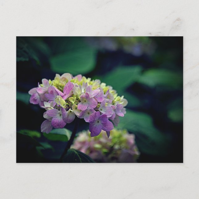 Pink and White Hydrangea Flowers Photo Holiday Postcard (Front)