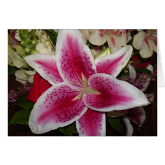 pink and white lily flower