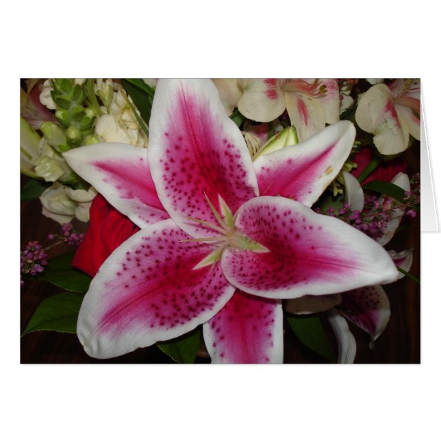 pink and white lily flower (Front Horizontal)