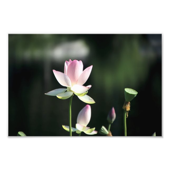 Pink and White Lotus Flower Photo Print (Front)