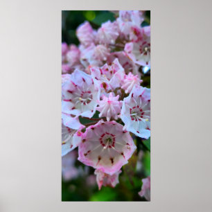 Pink and White Mountain Laurel Flowers Poster