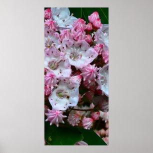 Pink and White Mountain Laurel Poster