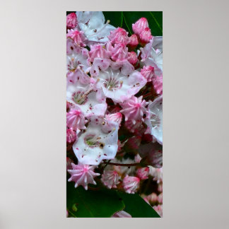 Pink and White Mountain Laurel Poster