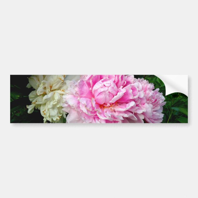 Pink and White Peonies Bumper Sticker (Front)