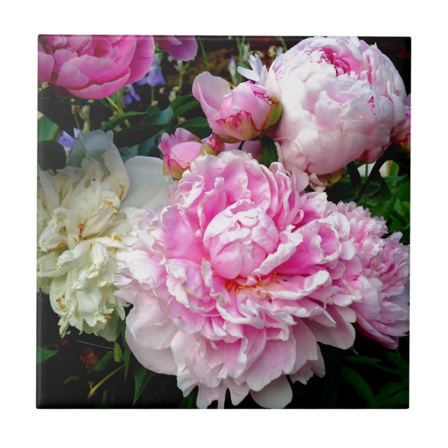 Pink and White Peonies Ceramic Tile (Front)