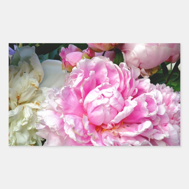 Pink and White Peonies Rectangular Sticker (Front)