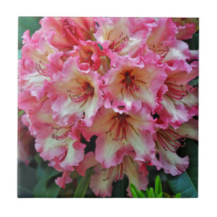 Pink and white rhododendron flowers ceramic tile