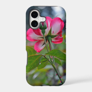 Pink and white rose