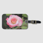 Pink and White Rose After the Rain