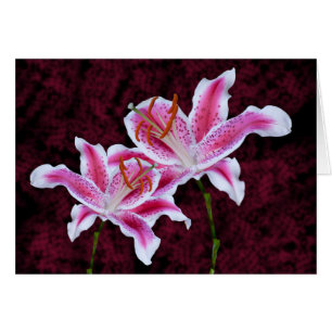 Pink and White Stargazer Lily Close Up Photograph