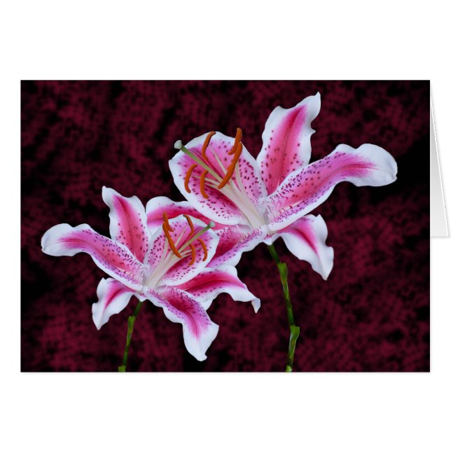 Pink and White Stargazer Lily Close Up Photograph (Front Horizontal)