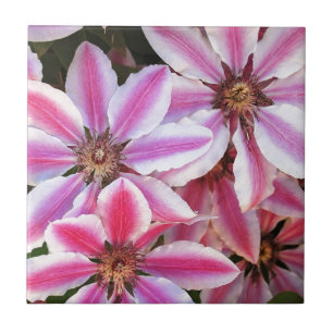 Pink and white striped clematis flowers ceramic tile