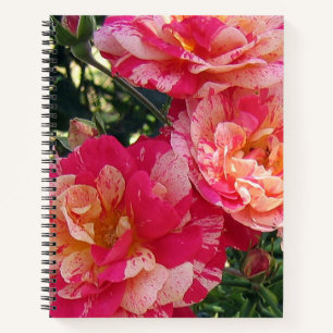 Pink and White Striped Roses Floral Art Notebook