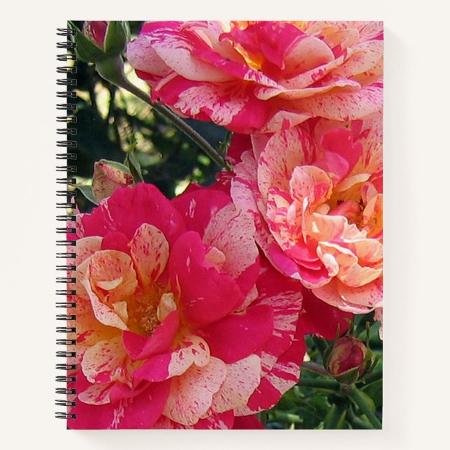 Pink and White Striped Roses Floral Art  Notebook (Front)