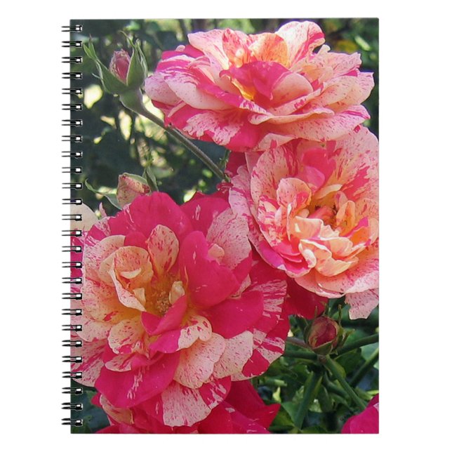 Pink and White Striped Roses Floral Art Small Notebook (Front)