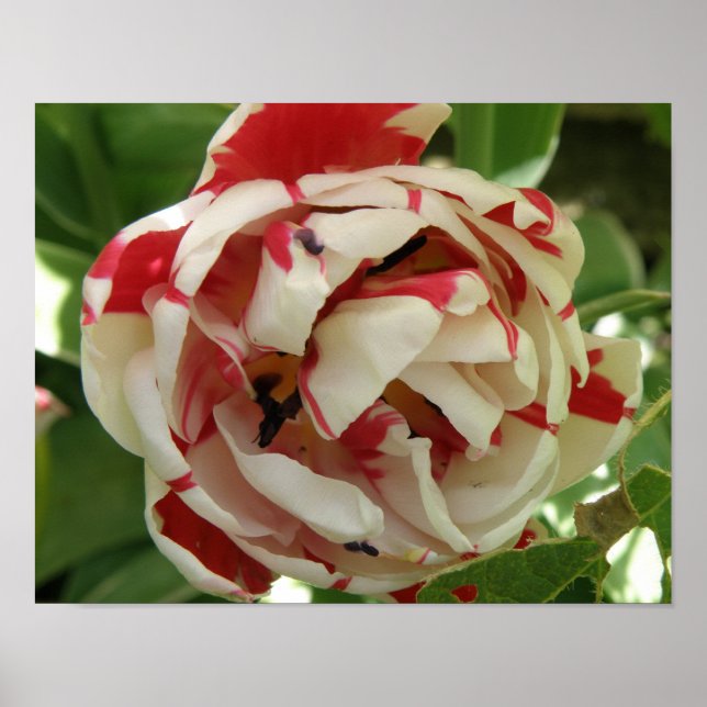Pink and White Tulip Print (Front)